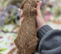 Nigel, a male Cockapoo for sale in Galena, MO – 5 of 5