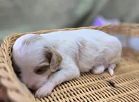 Cream, a female Cavapoo for sale in Galena, MO – 3 of 6
