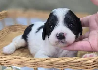 Laramie, a male Cavapoo for sale in Galena, MO – 4 of 6