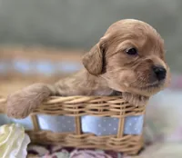 Beau, a male Cavapoo for sale in Galena, MO – 2 of 7