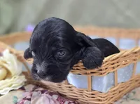 Delilah, a female Cavapoo for sale in Galena, MO – 4 of 7