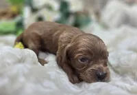 Honeybee, a female Cavapoo for sale in Galena, MO – 3 of 5