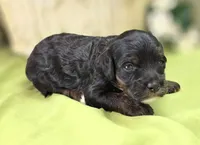 Lady, a female Cockapoo for sale in Galena, MO – 4 of 5