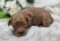 Beetle, a male Cavapoo for sale in Galena, MO – 4 of 5