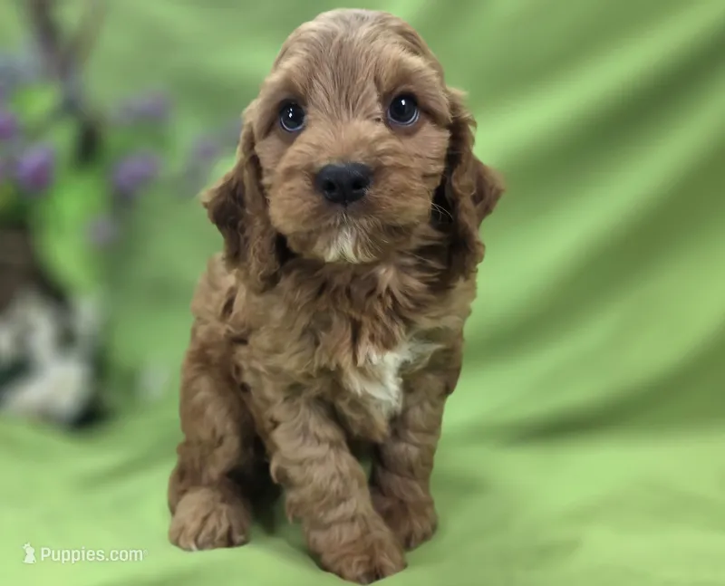Cashmere – Cockapoo puppy for sale in Galena, MO