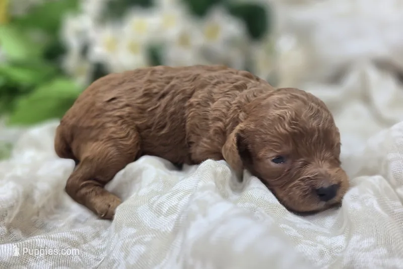 Firefly – Cavapoo puppy for sale in Galena, MO