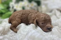 Firefly, a female Cavapoo for sale in Galena, MO – 1 of 5