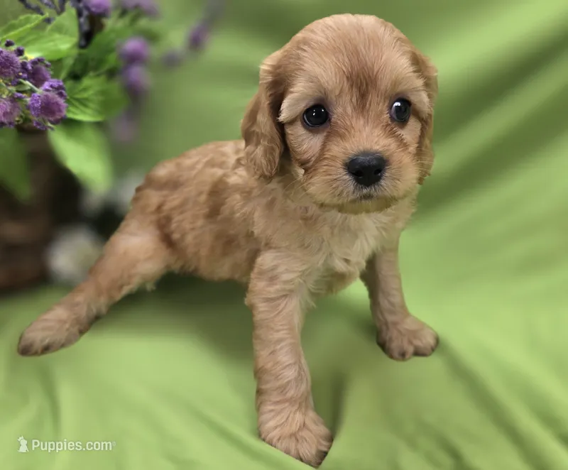 Beau – Cavapoo puppy for sale in Galena, MO