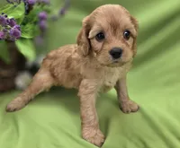 Beau, a male Cavapoo for sale in Galena, MO – 7 of 8