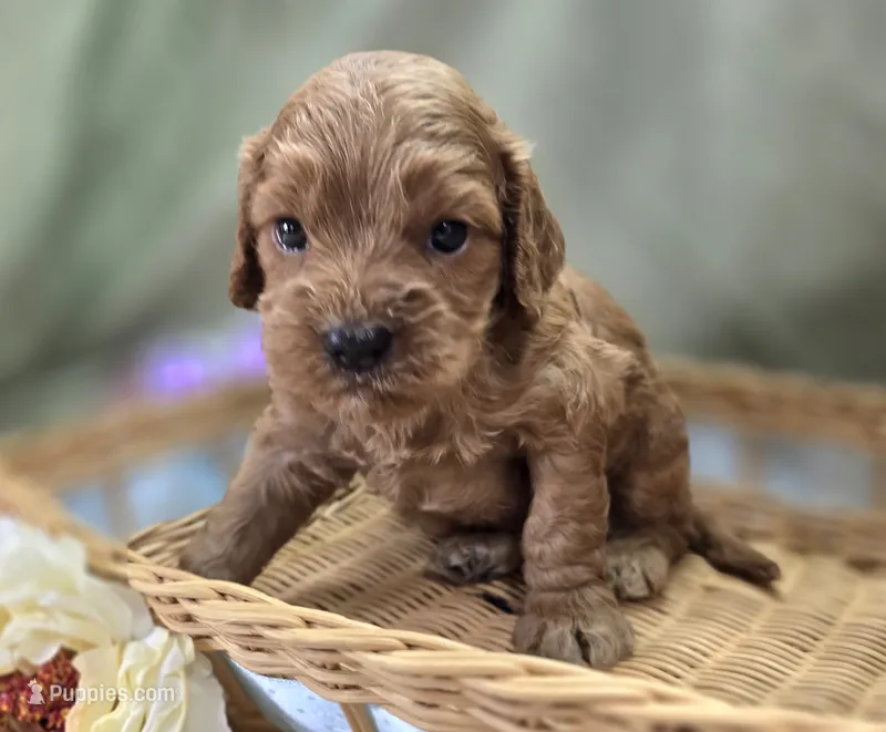 Versace – Cockapoo puppy for sale in Galena, MO