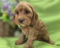 Poppy, a female Cockapoo for sale in Galena, MO – 2 of 8