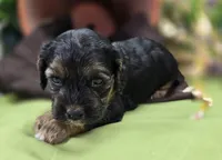 Batty, a female Cockapoo for sale in Galena, MO – 3 of 8
