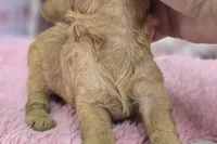 Turquoise, a female Cavapoo for sale in Galena, MO – Photo 9 of 9