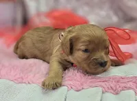 Turquoise, a female Cavapoo for sale in Galena, MO – Photo 8 of 9