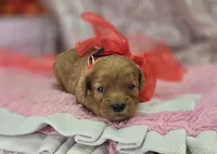 Turquoise, a female Cavapoo for sale in Galena, MO – Photo 6 of 9