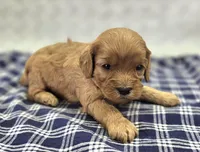 Turquoise, a female Cavapoo for sale in Galena, MO – Photo 1 of 9