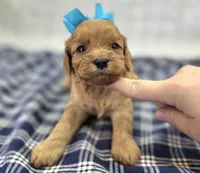 Turquoise, a female Cavapoo for sale in Galena, MO – Photo 3 of 9