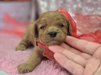 Turquoise, a female Cavapoo for sale in Galena, MO – Photo 7 of 9