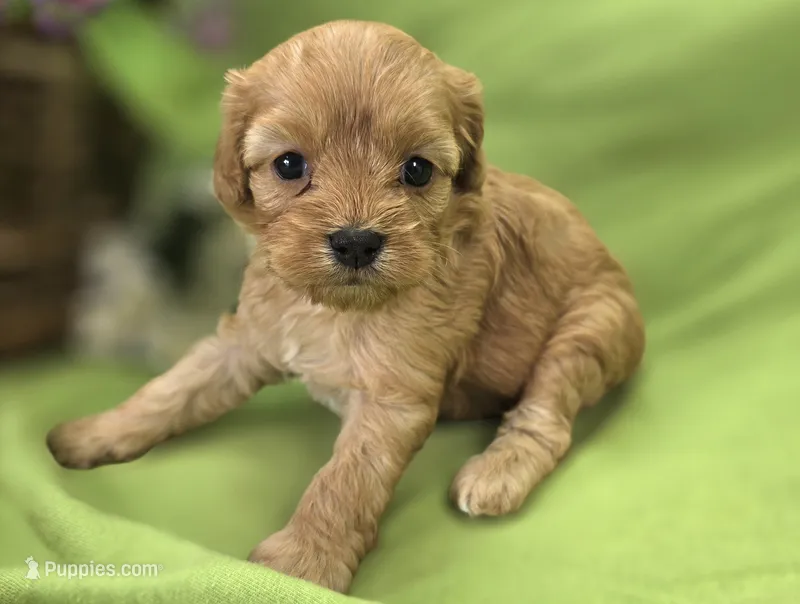 Lala Orange – Cavapoo puppy for sale in Galena, MO