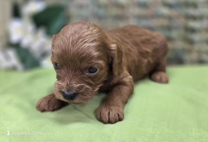 Honeybee – Cavapoo puppy for sale in Galena, MO