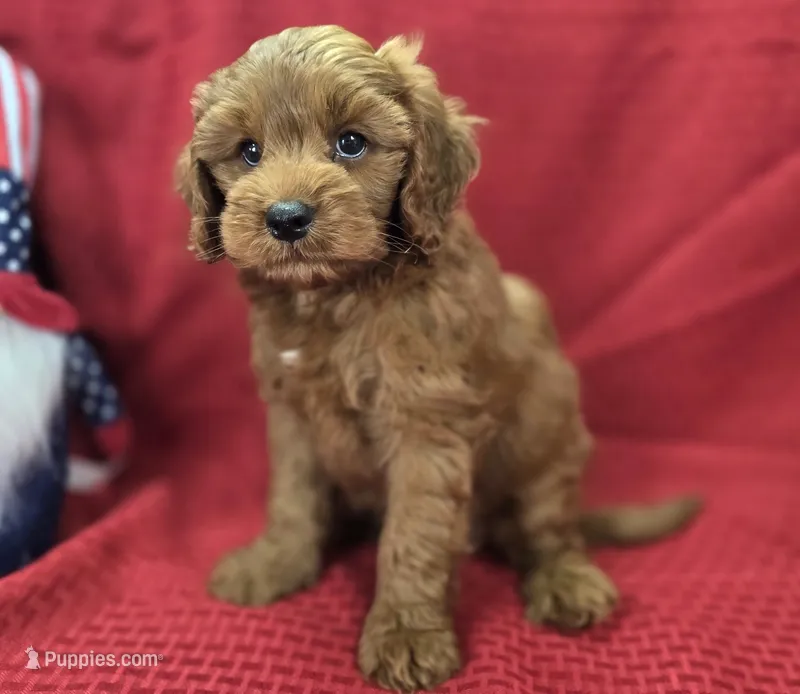 Milan – Cockapoo puppy for sale in Galena, MO