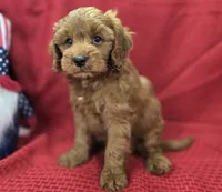 Milan, a male Cockapoo for sale in Galena, MO – 1 of 8