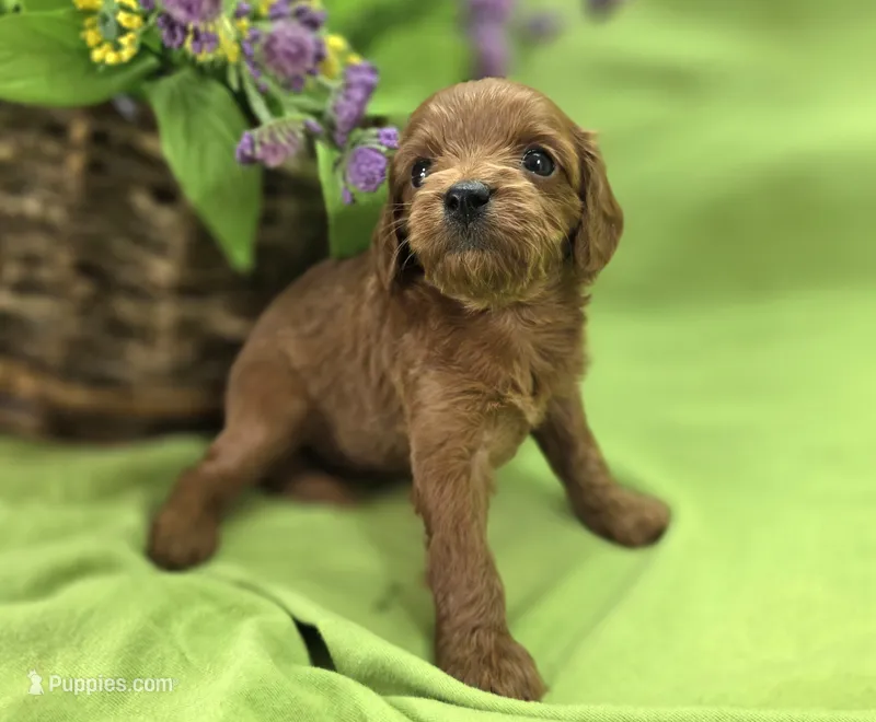 Honeybee – Cavapoo puppy for sale in Galena, MO