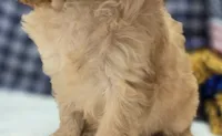 Beau, a male Cavapoo for sale in Galena, MO – 8 of 8