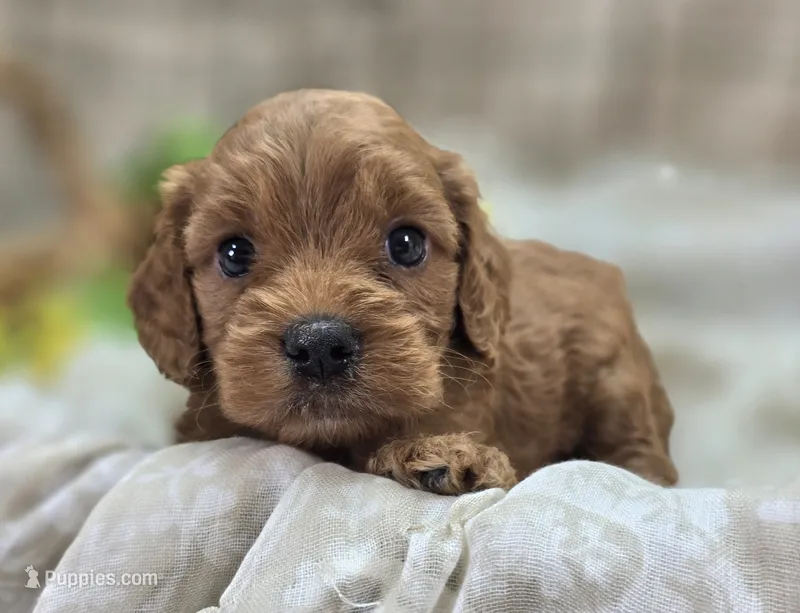 Paris – Cockapoo puppy for sale in Galena, MO
