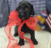 Tinkerbell, a female Cockapoo for sale in Galena, MO – 7 of 9