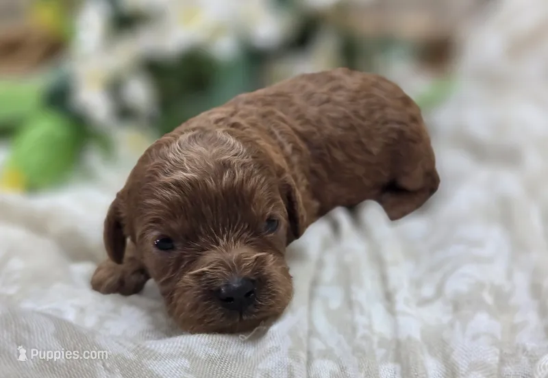 Katydid – Cavapoo puppy for sale in Galena, MO