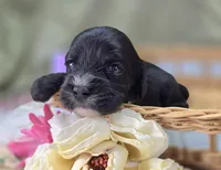 Delilah, a female Cavapoo for sale in Galena, MO – 2 of 7