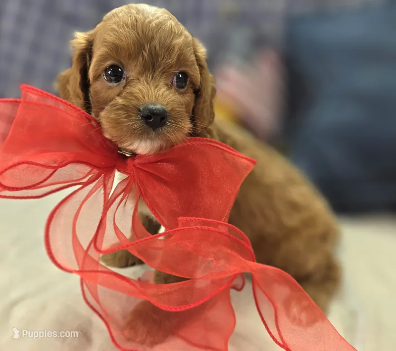 Ladybug – Cavapoo puppy for sale in Galena, MO