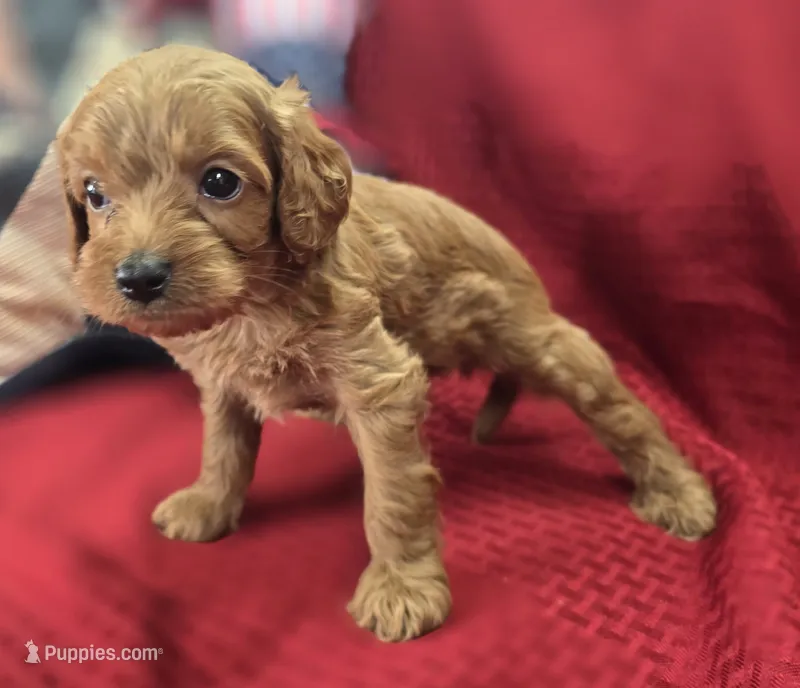 Grub – Cavapoo puppy for sale in Galena, MO