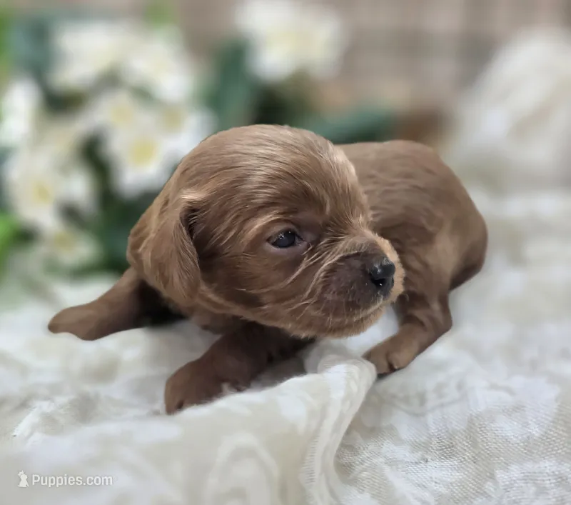 Honeybee – Cavapoo puppy for sale in Galena, MO
