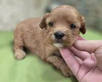 Indigo, a male Cavapoo for sale in Galena, MO – 6 of 8