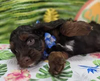 Meeko, a male Cockapoo for sale in Galena, MO – 3 of 10