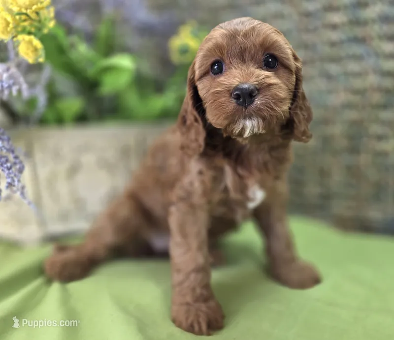 Poppy – Cockapoo puppy for sale in Galena, MO