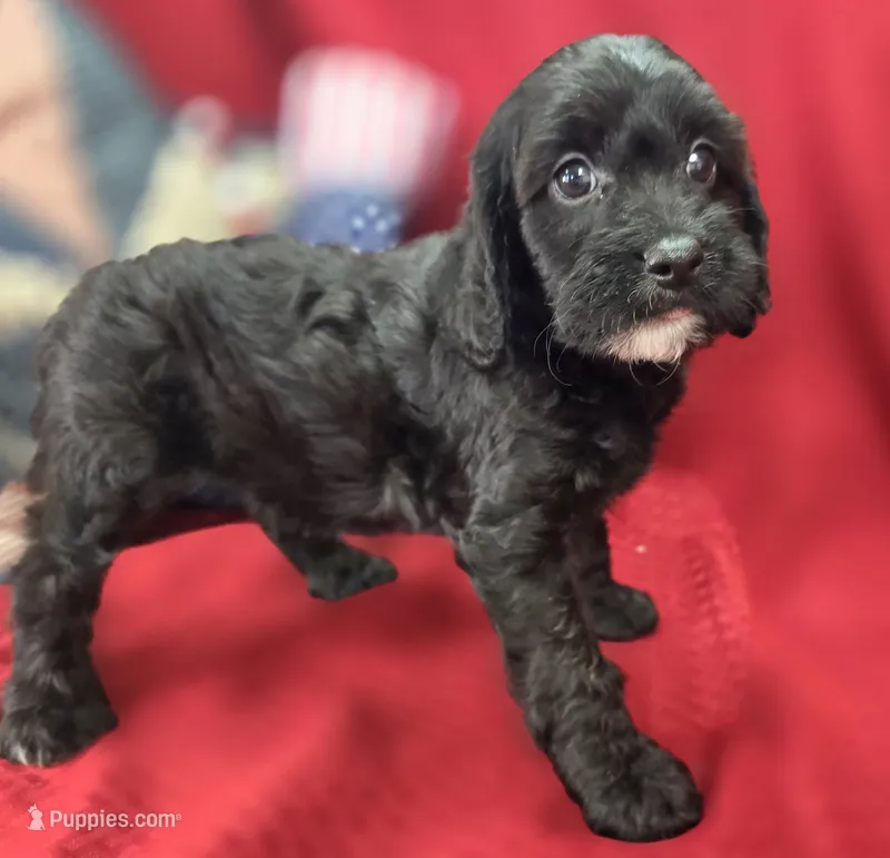 Paisley – Cavapoo puppy for sale in Galena, MO