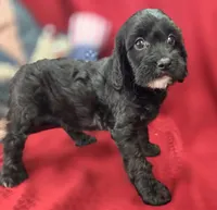 Paisley, a female Cavapoo for sale in Galena, MO – 4 of 7