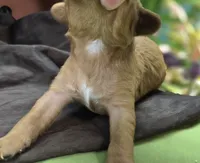 Sprout, a male Cockapoo for sale in Galena, MO – 2 of 6