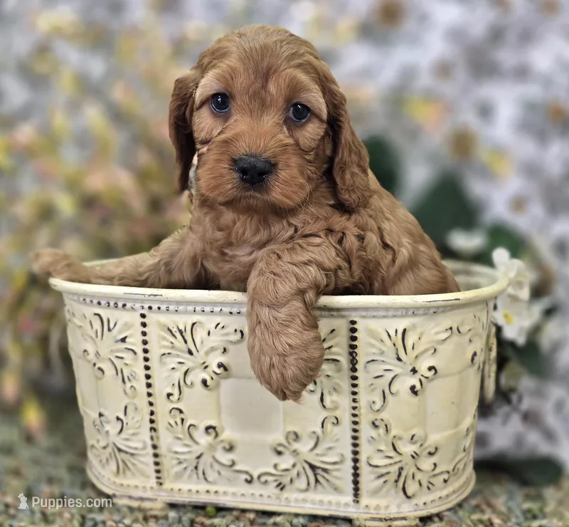 Sundog – Cockapoo puppy for sale in Galena, MO