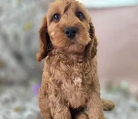 Sundog, a male Cockapoo for sale in Galena, MO – Photo 4 of 10