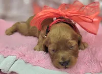 Sundog, a male Cockapoo for sale in Galena, MO – Photo 6 of 10