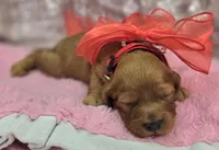 Sundog, a male Cockapoo for sale in Galena, MO – Photo 7 of 10