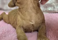 Sundog, a male Cockapoo for sale in Galena, MO – Photo 10 of 10