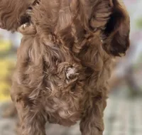 Sundog, a male Cockapoo for sale in Galena, MO – Photo 9 of 10