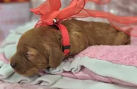 Sundog, a male Cockapoo for sale in Galena, MO – Photo 8 of 10