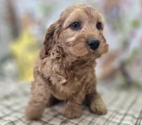 Sundog, a male Cockapoo for sale in Galena, MO – Photo 5 of 10