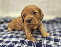 Sundog, a male Cockapoo for sale in Galena, MO – Photo 4 of 10